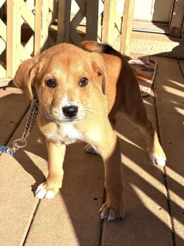 Labrador Retriever Dogs Available for Adoption - Bellward | PetCurious