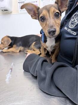 LUCA -  Dachshund and Miniature Pinscher Dog for Adoption in Loveland, Colorado - LUCA | PetCurious