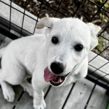 Mixed Breed Dogs Available for Adoption in Bradenton, Florida - Whitey | PetCurious