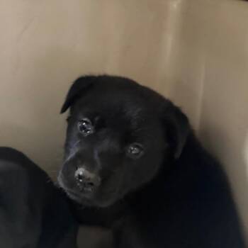Wilson -  Terrier and Mixed Breed Dog for Adoption in Montgomery, Alabama - Wilson | PetCurious
