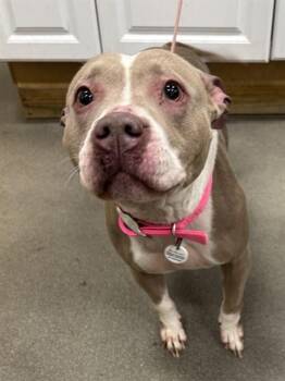 Pit Bull Terrier Dogs Available for Adoption - TULIP | PetCurious