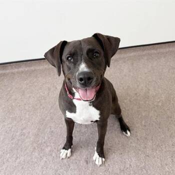 Missy -  Pit Bull Terrier Dog for Adoption in Brentwood, Missouri - Missy | PetCurious