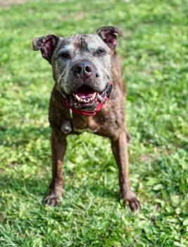 BAN -  Pit Bull Terrier Dog for Adoption in Philadelphia, Pennsylvania - BAN | PetCurious