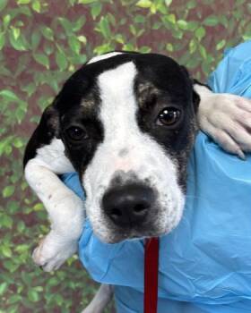 American Staffordshire Terrier and Mixed Breed Dogs Available for Adoption - Mavis | PetCurious