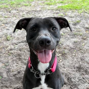 Rescue Mixed Breed Dogs for Adoption in Gainesville, Florida - Chick | PetCurious
