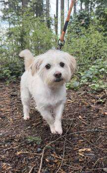 Maltese and Shih Tzu Dogs Available for Adoption - Penny | PetCurious