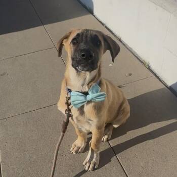 Shepherd and Labrador Retriever Dogs Available for Adoption - Darnold | PetCurious