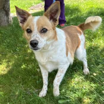 Gabby -  Chihuahua and Dachshund Dog for Adoption in Latrobe, Pennsylvania - Gabby | PetCurious