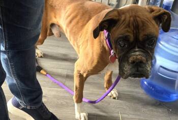 Boxer Dogs Available for Adoption - Melvin | PetCurious