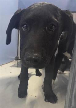 Mixed Breed Dogs Available for Adoption - 60637742 | PetCurious