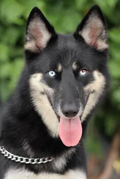 Olivia von Olsdorf -  German Shepherd Dog and Husky Dog for Adoption in Los Angeles, California - Olivia Von Olsdorf | PetCurious