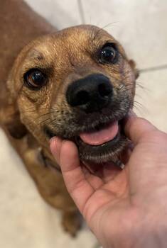 DUSTIN -  Chihuahua Dog for Adoption in Pomona, California - DUSTIN | PetCurious