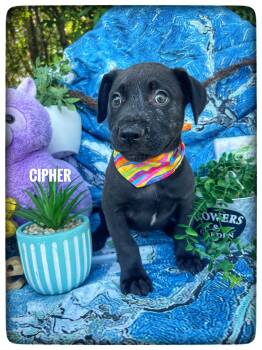 Labrador Retriever Dogs Available for Adoption in Sebring, Florida - Cipher | PetCurious