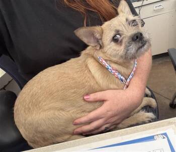 EDNA -  Mixed Breed Dog for Adoption in Dallas, Texas - EDNA | PetCurious