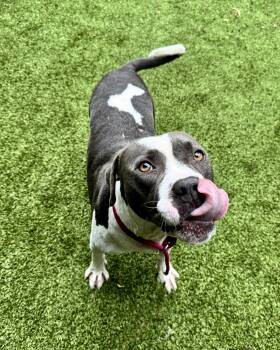 Rescue Terrier Dogs for Adoption in Hilton Head Island, South Carolina - Elias | PetCurious