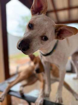 Sugar -  Australian Cattle Dog Blue Heeler and Basenji Dog for Adoption in Wolcott, Connecticut - Sugar | PetCurious