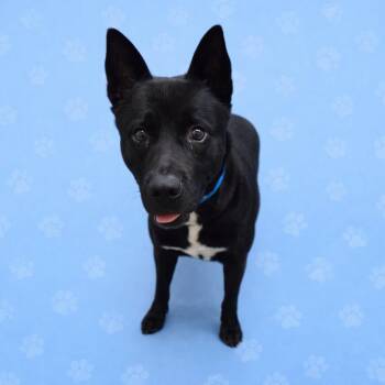 Mixed Breed Dogs Available for Adoption - Tom | PetCurious
