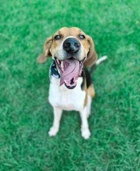 Rescue Treeing Walker Coonhound Dogs for Adoption in Macon, Georgia - Copper | PetCurious