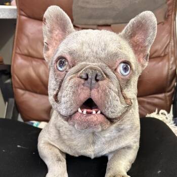 French Bulldog Dogs Available for Adoption in Springfield, Illinois - Willow | PetCurious