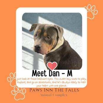 Dan -  American Bully Dog for Adoption in Niagara Falls, New York - Dan | PetCurious