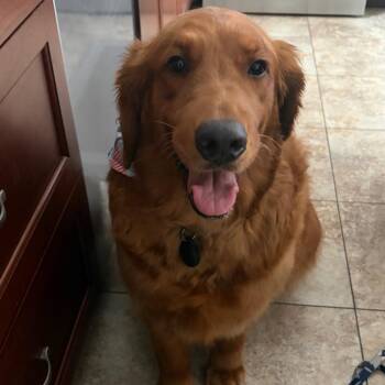 Xyla -  Golden Retriever Dog for Adoption in Sinking Spring, Pennsylvania - Xyla | PetCurious
