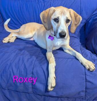 Rescue Coonhound Dogs for Adoption in Washington, Pennsylvania - Roxey | PetCurious