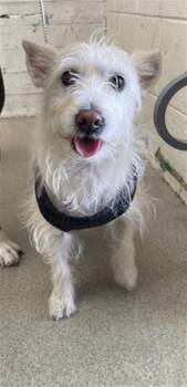 GIRL -  Terrier Dog for Adoption in San Bernardino, California - GIRL | PetCurious