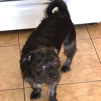 Shadow -  French Bulldog and Yorkshire Terrier Dog for Adoption in Las Vegas, Nevada - Shadow | PetCurious