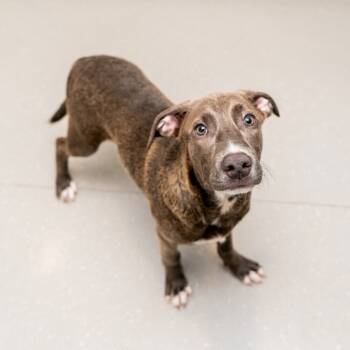 Rescue Hound Dogs for Adoption in New York, New York - Dinghy | PetCurious