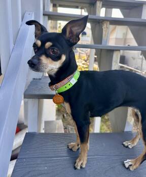 Miniature Pinscher and Chihuahua Dogs Available for Adoption in Palm Harbor, Florida - Coco  | PetCurious