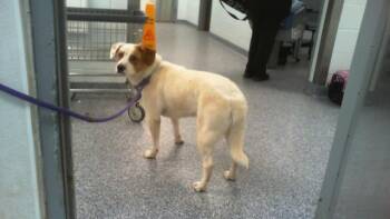 TAYLOR -  Mixed Breed Dog Available for Adoption in Charlotte, North Carolina - TAYLOR | PetCurious