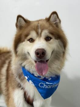 Alaskan Malamute and Siberian Husky Dogs Available for Adoption - Oso | PetCurious
