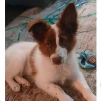 Gunner -  Border Collie and Spaniel Dog for Adoption - Gunner | PetCurious