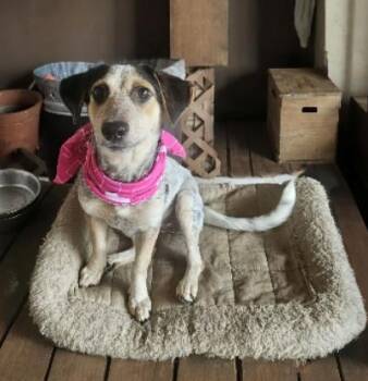 Rescue Australian Cattle Dog Blue Heeler Dogs for Adoption in Harrison, New York - Cindy | PetCurious