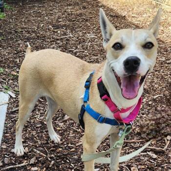 Mama -  Mixed Breed Dog for Adoption in Falls Church, Virginia - Mama | PetCurious