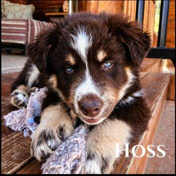 Australian Shepherd and Husky Dogs Available for Adoption in Phoenix, Arizona - Hoss | PetCurious