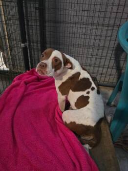 Hayden Dog -  English Bulldog Dog for Adoption in Hortense, Georgia - Hayden Dog | PetCurious
