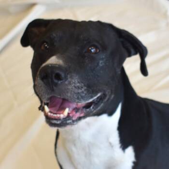 Rescue Pit Bull Terrier Dogs for Adoption in Rifle, Colorado - Lil Bear(Busta Rhymes) | PetCurious