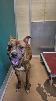 MAJOR -  Pit Bull Terrier and Mixed Breed Dog for Adoption in Texas City, Texas - MAJOR | PetCurious