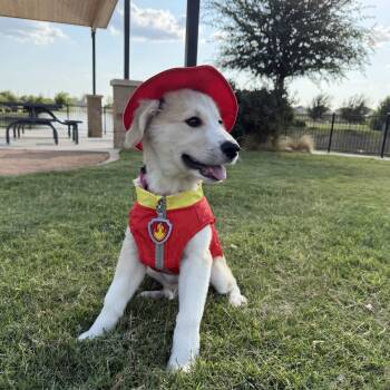 Starburst -  Great Pyrenees Dog for Adoption in Austin, Texas - Starburst | PetCurious