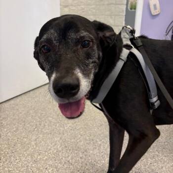 Blazer -  Black Labrador Retriever and Doberman Pinscher Dog for Adoption in Manhattan, Kansas - Blazer | PetCurious