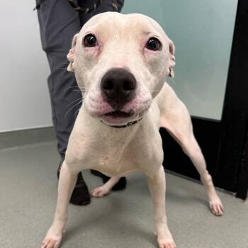 Snowball -  Pit Bull Terrier and Mixed Breed Dog for Adoption in Abilene, Texas - Snowball | PetCurious