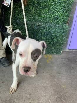 Rescue Boxer and Mixed Breed Dogs for Adoption in El Paso, Texas - 59799747 | PetCurious