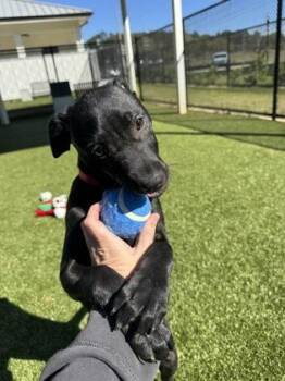 Almanac -  Labrador Retriever and Mixed Breed Dog for Adoption in Daphne, Alabama - Almanac | PetCurious