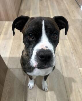 American Bulldog and Boxer Dogs Available for Adoption - Mamba | PetCurious
