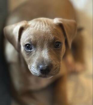 Rescue Labrador Retriever Dogs for Adoption in Pflugerville, Texas - Alphie | PetCurious