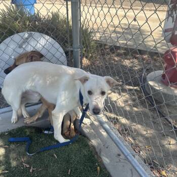 Rescue German Shepherd Dog and Mixed Breed Dogs for Adoption in Bend, Oregon - Oliver | PetCurious