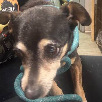 Chihuahua and Mixed Breed Dogs Available for Adoption - Buttercup | PetCurious