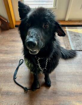 Bandit -  Shepherd Dog for Adoption in Calgary, Alberta - Bandit | PetCurious