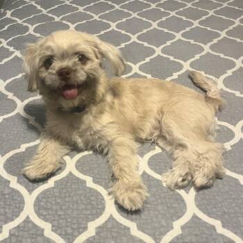 Maltese and Shih Tzu Dogs Available for Adoption in Scottsdale, Arizona - Bear | PetCurious